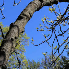 One of the most popular flowering trees in the united states. What Is A Mountain Magnolia Tree Home Stratosphere