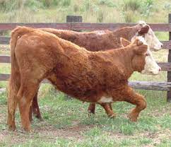 Management Practices To Reduce Lupine Induced Crooked Calf Syndrome In The Northwest Sciencedirect