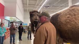 The real reason jeffrey had to go to petsmart was to be. Watch Camel Goes To Petsmart