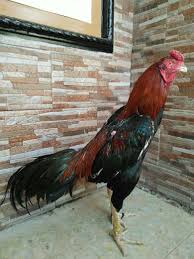 Udah gede masih ngedot aja. Udah Gede Masih Ngedot Para Pencari Cinta Subang