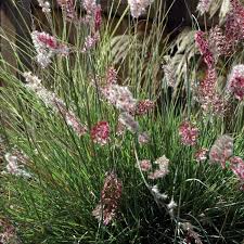 Image result for Melinis nerviglumis