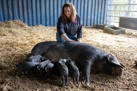 This little piggy went to Lake Mac council… and got registered