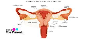 Female reproductive system with labels anatomy. Cervical Length Why Does It Matter During Pregnancy Being The Parent