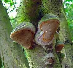 Image result for Phellinus pomaceus