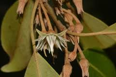 Image result for Mimusops afra