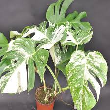 Pin On House Plants