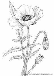 Pin On Draw Flowers