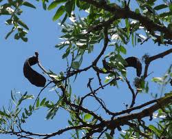 Image result for Brachystegia longifolia