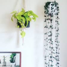 Image result for Ceropegia stenifolia