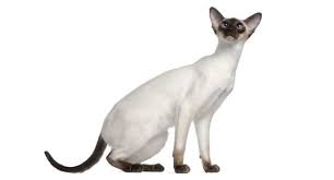 Search 11961 in oregon homes for sale and mls listings. Sphynx Hairless Cat Cat Breed Profile Petfinder