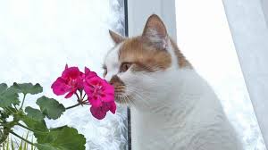 Die liste der giftigen pflanzen für katzen ist lang, und für reine wohnungskatzen kann die gefahr einer vergiftung größer sein, als für freigänger. Gefahr Giftige Pflanzen Fur Hunde Und Katzen Vivanno