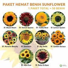 Bunga tumbuhan ini sangat khas: Paket Hemat Benih Aneka Sunflower Bunga Matahari 10 Jenis Total 50 Biji Lazada Indonesia