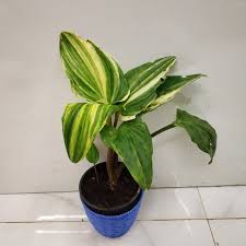 Image result for Drimiopsis maculata