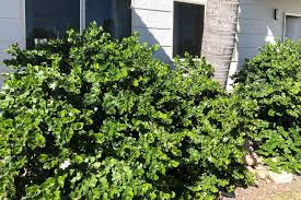 Image result for Carissa praetermissa