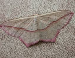 Image result for Timandra comae