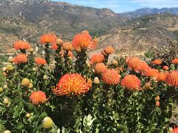 Image result for Protea micans