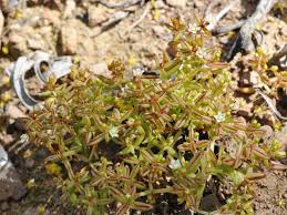 Image result for Crassula expansa