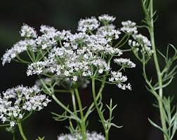 Image result for Pimpinella