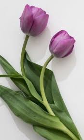 Dreaming of buying flowers as a gift can mean you will soon buy a gift for i had a dream my lover throw a white weeds flower over me while im sleeping then the flowers falls. Pin By Maria Bernardita Agrela On Flowers Tulips Beautiful Flowers Tulips Meaning Flowers