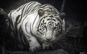 A practicing sikh is banned by the boxing commission for refusing to back down from his religious beliefs. Tiger
