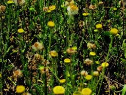 Image result for Conyza limosa