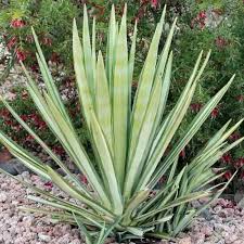 Image result for Agave sisalana