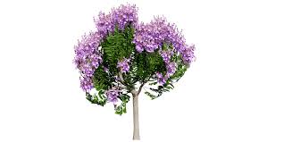 Image result for Lagerstroemia speciosa