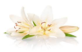 Google Rezultati Slika Za Https Media Gettyimages Com Photos Two White Lily Flowers Picture Id1149841512 B 1 K 6 M White Lily Flower Lily Flower Easter Lily