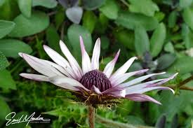 Image result for Berkheya bipinnatifida