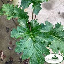 Image result for Acanthus