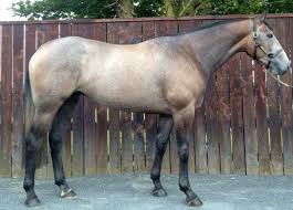 The Sport Horse Show And Breed Database Horses Irish Sport Horse Beautiful Horses