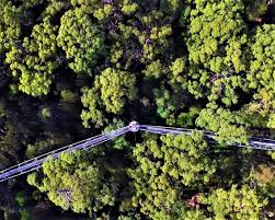 Despite these drawbacks, the tree top walk is worth the adventure getting there. Walpole Nornalup National Park Atemberaubender Tree Top Walk