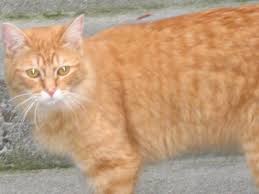 Cats will always opt for the pleasurable side of almost any choice. How Do Cats Get High Discover Lavender