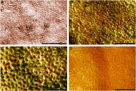 Image result for Icacinaceae