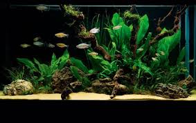 The colors you like for your aquascape and how fine you want the pebbles to be is up to you. How To Set Up A Simple But Stunning Planted Tank Practical Fishkeeping