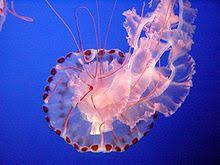 Jellyfish Wikipedia