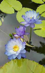 Water Lilies Blue Lotus Flower Water Lilies Art Lotus Plant Add beautiful live wallpapers on your lock screen for iphone xs, x and 9. water lilies blue lotus flower water