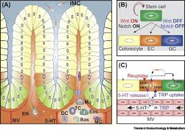 Cancers that affect either of these organs may be called colorectal cancer. The Dual Role Of Serotonin In Colorectal Cancer Trends In Endocrinology Metabolism