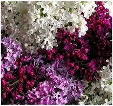 Pin By Bonnie Rob On My Lilacs And Roses My Yard My Haven Beautiful Flowers Lilac Flowers Love Flowers