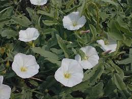 Image result for Convolvulus arvensis