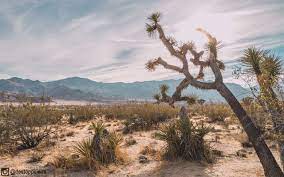 Mojave High Desert Ca Oc 2560x1600 Reddit Nature Photos Landscape Scenery