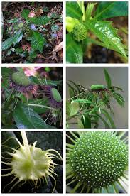 Image result for Chrysophyllum gorungosanum