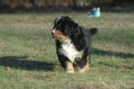 Bernese mountain dog puppies for sale; Puppies Mystic Bernese