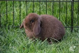 ~ does ~ henry's hershey chocolate kiss ~ broken chocolate (nfs). Chocolate Mini Lop Kit Baby Bunnies Rabbits For Sale In Berwick Victoria Classified Australialisted Com