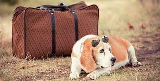 If you fly with your pet in the cabin with united airlines, a charge of $125 usd applies. How Much Does It Cost To Fly A Dog Nowadays Pets2fly