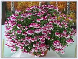 Sardunya Ciceginin Bakimi Cesitleri Pelargonium Sayfa 21 Saksida Cicekler Sardunya Bitki