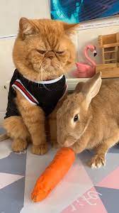 Like A Boss Video Baby Animals Cute Baby Animals Cute Animals