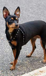 miniature pinscher miniature pinscher dog doberman puppy dog breeds pictures