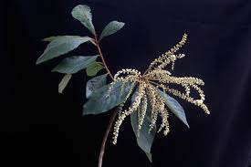 Image result for Bothriocline quercifolia