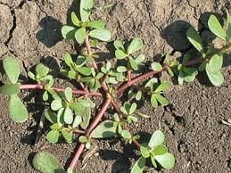 Portulaca grandiflora semplice in miscuglio (semente). Portulaca Oleracea La Pianta Dai Tanti Benefici Che Tutti Hanno